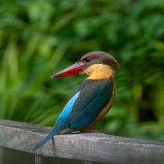 Wall Mural - Close up image of Stork-billed kingfisher perching on the wooden bridge.