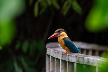 Wall Mural - Close up image of Stork-billed kingfisher perching on the wooden bridge.
