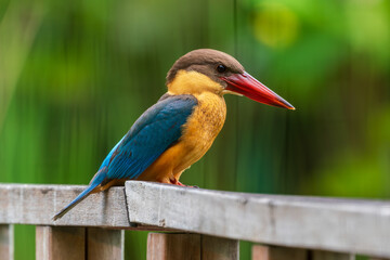 Wall Mural - Close up image of Stork-billed kingfisher perching on the wooden bridge.