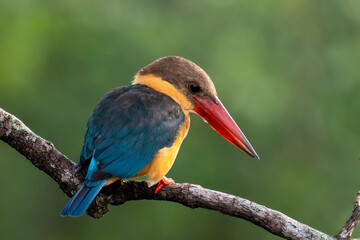 Wall Mural - Close up image of Stork-billed kingfisher perching on the tree.