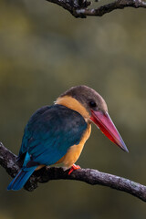 Wall Mural - Close up image of Stork-billed kingfisher perching on the tree.