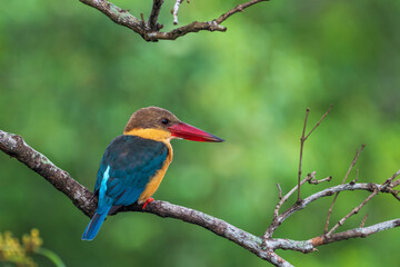 Wall Mural - Close up image of Stork-billed kingfisher perching on the tree.