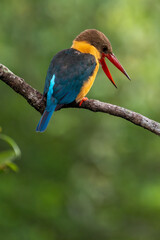 Wall Mural - Close up image of Stork-billed kingfisher perching on the tree.