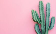 Green Cactus On A Pastel Pink Background. 