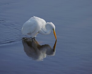 Wall Mural - Great Egret Reflections on Still Waters at Paynes Prairie 