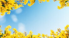 Beautiful Bright Yellow Branch Frame In Spring With The Blue Sky In The Middle Wide Space For Text