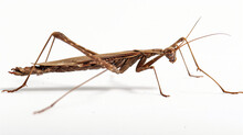 Stick Insects Are Also Known As Walking Stick