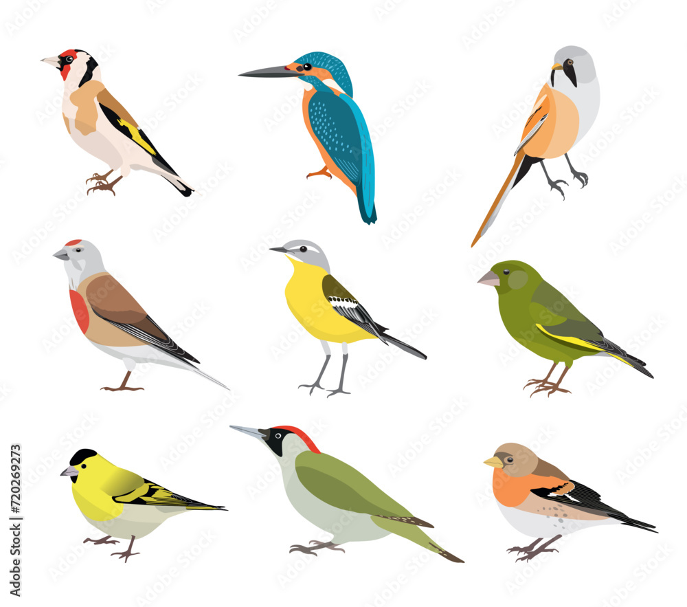 Set of birds isolated on white background Stock Vector | Adobe Stock