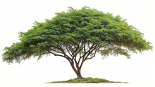 Samanea Saman Tree