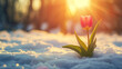 Single Red Tulip Rises from Snowy Ground as Sun Sets, Merging of Winter and Spring