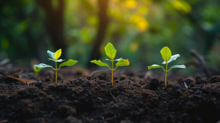 Canvas Print - Three saplings in soil against a blurred green background.