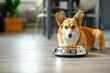 Corgy is lying on the floor near the stainless steel bowl of dry kibble dog food