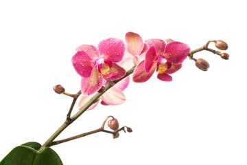 Wall Mural - Sprig of Lilac orchid isolate on a white background