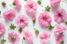 Flowers Composition. Pink Flowers On White Background. Flat Lay, Top View