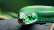 Bright green snake on a stone. Close-up of a dangerous reptile in a zoo.