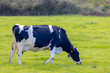 Black and white cow standing and nibbling green grass on the field, Open farm with dairy cattle in Dutch Wadden sea, Terschelling, A municipality and an island in the northern, Friesland, Netherlands.