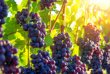 Southern Vineyard. Large Vineyard For Wine Production, Purple Grapes Growing, Close-up. Wine Taste Concept