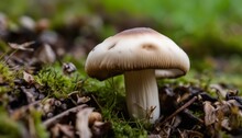 A Mushroom Growing On The Ground