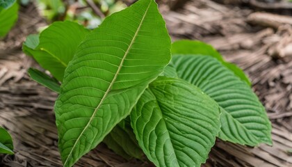 Poster - A leafy plant with green leaves and brown stems