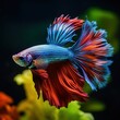 Vibrant betta fish captured in stunning macro photography, showcasing the intricate details and vivid colors of this aquatic marvel.