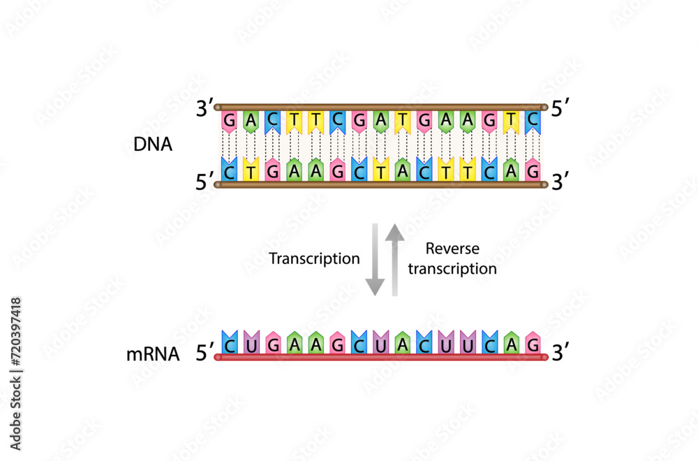Transcription, DNA is converted into a mRNA. Reverse Transcription, mRNA is converted into a DNA. Translation, mRNA directs protein synthesis. Genetic code. Vector illustration.