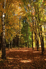 Poster - Colorful autumn plants on nature background