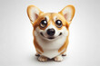full body Funny Portrait of surprised corgi dog with bulging big eyes on solid white background. ai generative