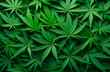 Marijuana leaves background, medical drugs, oil production, top view