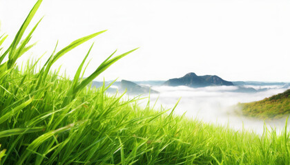  Fresh Isolated Spring Green Grass