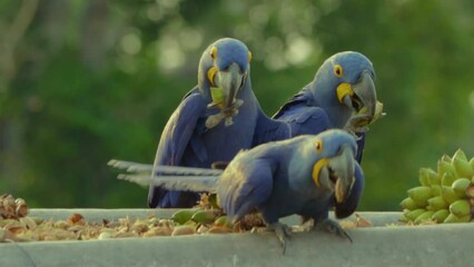 Wall Mural - blue and yellow macaw