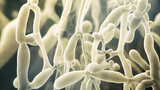 Fototapeta Uliczki - Bacteria, fungi, mold, and yeast on a dark background - candida yeast, of yeast fungi, yeast mushrooms, bifidobacterium image. 3d images of candida yeast, scientific nanotechnology, medical concept