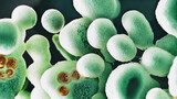 Fototapeta Uliczki - Bacteria, fungi, mold, and yeast on a dark background - candida yeast, of yeast fungi, yeast mushrooms, bifidobacterium image. 3d images of candida yeast, scientific nanotechnology, medical concept