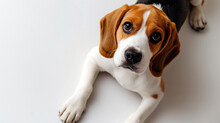 Cute Beagle Puppy Laying On White Floor With Floppy Ears, Hound Dog Looking At Camera, Shot From Above, Room For Type, Pets, Pet Care, Dog Training, Puppy Training, Family Pet, And Veterinary Concepts