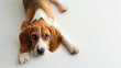 Cute beagle dog laying on white floor with floppy ears, hound dog looking at camera, shot from above, room for type, pets, pet care, dog training, puppy training, family pet, and veterinary concepts