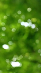 Wall Mural - fresh green real bokeh light from tree leaves, idyllic nature scene in sunhine background, empty sum
