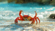 crab, ocean, shore, sand, red, big, sitting, beach, wildlife, seashore, crustacean, marine,