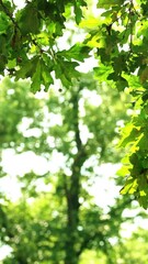 Wall Mural - frame from oak tree branch with green leaves on blurred forest background, sunny nature sene with space for product display or text