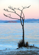 silhouette of a tree on the shore of Lake Baikal in winter