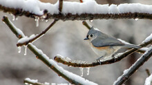 A Tufted Titmouse On An Icy Branch