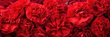 Abstract Background Red Carnations