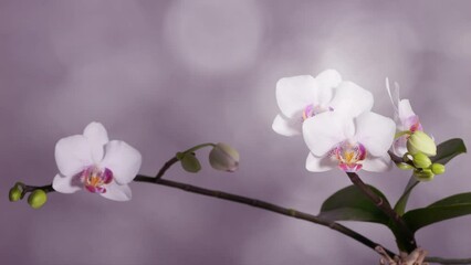 Wall Mural - Closeup of white orchid flower isolated on abstract blurred bokeh light animation background, beautiful decoration, floral decoration, still, motion