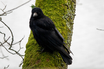 Canvas Print - the carrion crow corvus corone a passerine bird of the family corvidae perched on the trunk of a tree