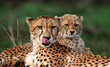 Female cheetah and her cub, Zimanga Private Game Reserve, KwaZulu Natal.