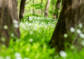 Canvas Print - white spring flowers