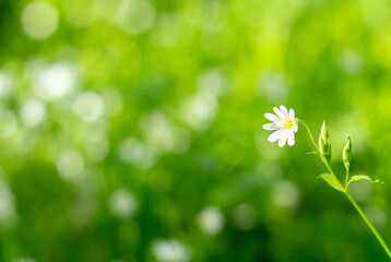 Sticker - white spring flowers