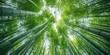 © romanets_v - Upward View of Bamboo Forest Canopy