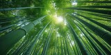 Fototapeta Sypialnia - Upward View of Bamboo Forest Canopy