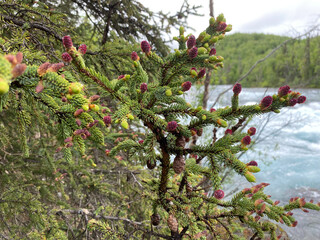 Spruce tips form at the end of branches and first appear as small bud-like protrusions encased in a thin, papery sheath. Edible, foraged delicacy, hand-harvested in spring by pinching off the tips.