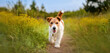 Banner of a cute happy healthy dog puppy as walking in the grass in spring