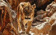 lioness gracefully traversing a rocky terrain